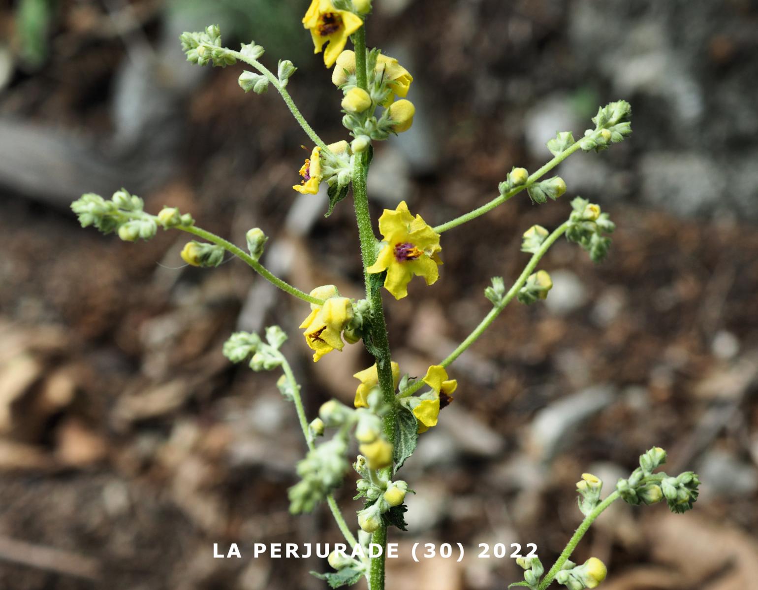 Mullein, Branched